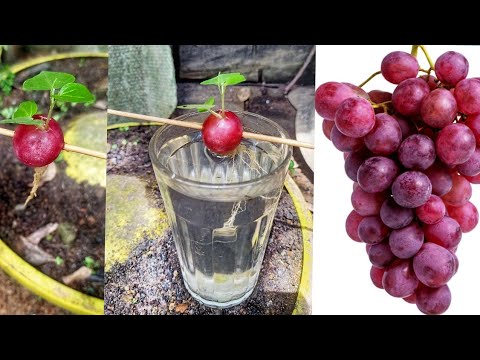 Great idea How to Grow grape tree with water and Aloe vera