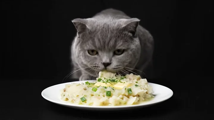 Watch the video about British Shorthair Eats Creamy Colcannon Potatoes | Soft & Buttery Eating Sounds | Cat ASMR