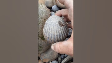 heart break oh clam.. and ammonite #fossil #ammonite #adventure #whitby #robinhoodsbay