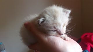 Sleeping kitten won't wake up! - Pixie the One-eyed Kitty