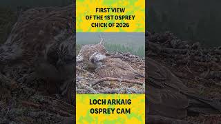 First view of the first osprey chick to hatch in 2026 🥚
