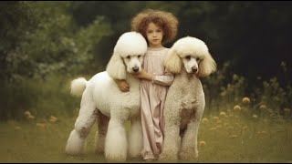 Poodle Breed Standards and Characteristics by Poodle USA 32 views 7 days ago 3 minutes, 54 seconds