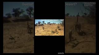 Guess! Where is Kalahari Desert?