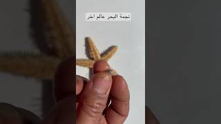 نجمة البحر كيف تاكل