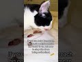 7 days left. My cat’s treatment is WORKING. Don’t let him be euthanized #petlovers #trending #Cat