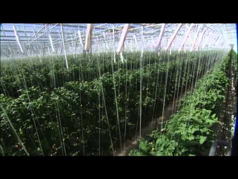 The Future of Farming: Hydroponic Tomatoes