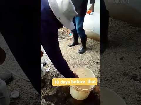 Fertilizer for tomatoes