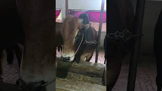 RAFI AGRO 2026 COLLECTION #গরু #cattleworld#bull #cow #bullfarm#animals #animals
