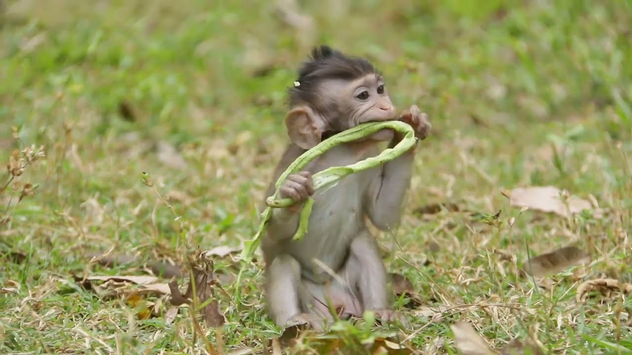 Monkey eating bean, Meiya can eat bean and cucumber
