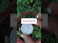 Growth after Pruning in Rose