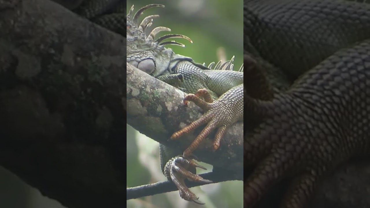 green iguana a young male hiding in the tree 