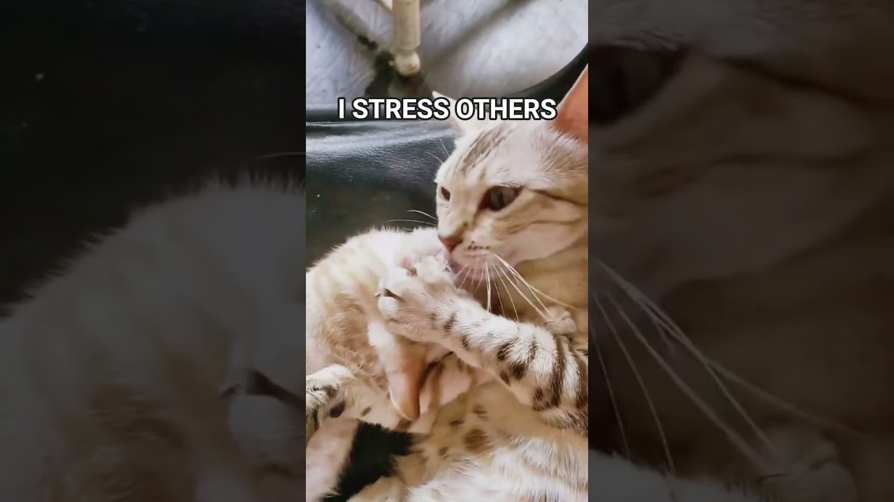 Stress Relief TIPS from a Cat. Balance is important