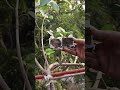 গুটী কলম বা এয়ার লেয়ারিং বক্স #tanvirhobbies #gardening #gardentools