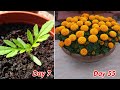 How to grow marigold flowers in pots at home full update