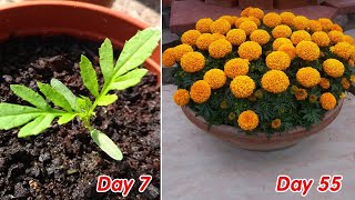 How to grow marigold / Tagetes in pots at home full update Resimi