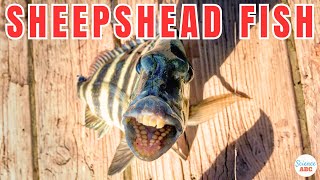 Sheepshead Fish: The Fascinating Fish With Human Teeth!