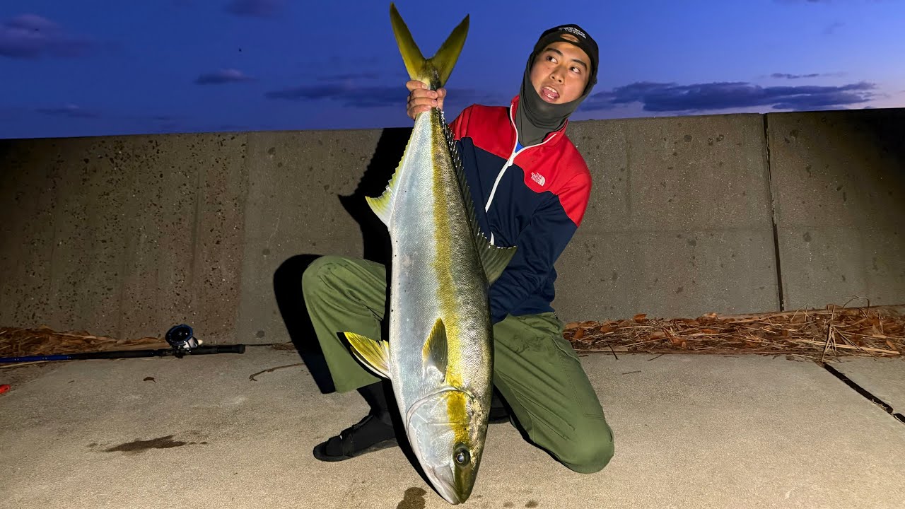 【泳がせ釣り】堤防ヒラマサ！15ｋｇオーバー！