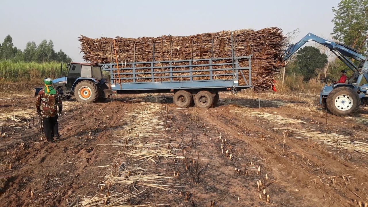 รถไถนิวฮอลแลนด์ทีดี 90 ขนอ้อยลากพ่วงสาลี่ใหญ่ตัดร่องอ้อยแบบเสียวๆ