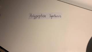 Biology assignment: polypeptide synthesis