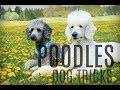 Poodle party || amazing dog tricks