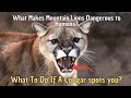 How Dangerous are Cougars to Humans | What Makes Mountain Lions Dangerous to Humans?