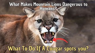 How Dangerous are Cougars to Humans | What Makes Mountain Lions Dangerous to Humans?