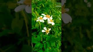 Selamat Pagi.. jangan lupa bersyukur || #shorts #short