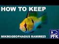 How to keep Mikrogeophagus ramirezi