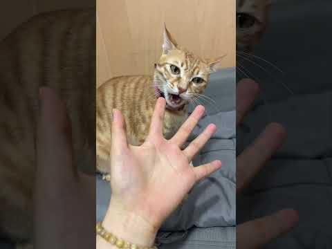 【开朗的菠萝头】貓咪:分身術,又菜又愛玩#cat #貓咪日常 #小猫 #橘猫 #宠物 #shorts