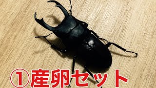 50mmオーバーを目指せ！　コクワガタ飼育記①【産卵セット】