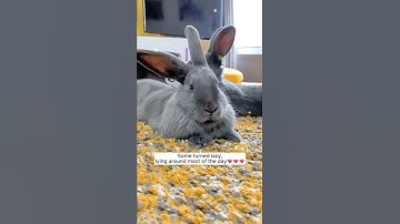 A family discovered a nest of baby rabbits in their garden and then... #rabbit #babyanimal #animals