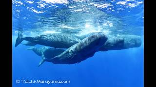 ラビングしているマッコウクジラの家族🐳 - YouTube