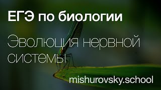 Эволюция нервной системы | Биология ЕГЭ