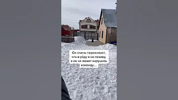 Что думает собака, когда хозяин уходит?