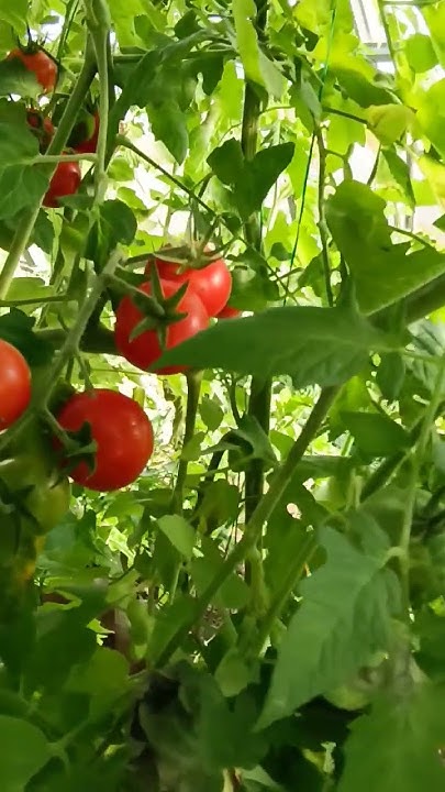 Красные черри на 30 августа 23 г. Томаты в парнике. Блог о огороде ...