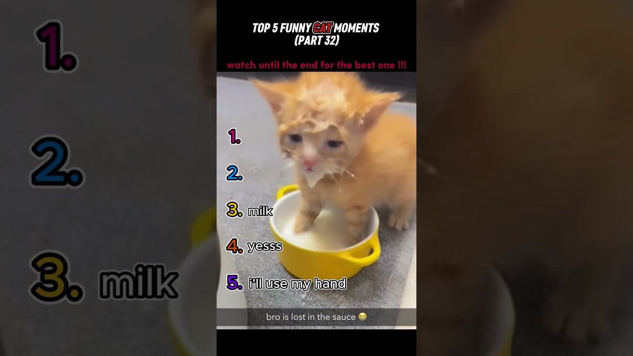 Top 5 Funny Cat Moments 