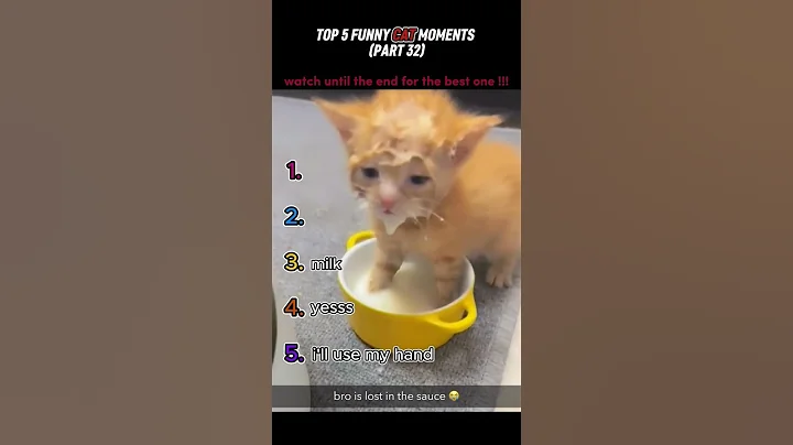 top 5 funny cat moments!!!😂😂😂