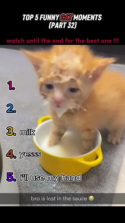 top 5 funny cat moments!!!😂😂😂