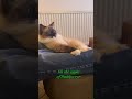 Daddy’s girl #cat #animallovers #catlovers #catshorts #cute #catvideos