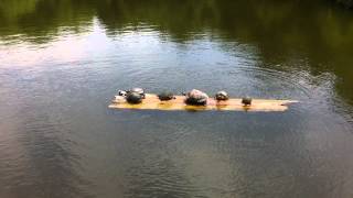 Lumberjack Turtles