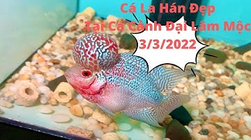 ( Đã Có Chủ ) Cá LaHán 3/3/2022 Tại Cá Cảnh Đại Lâm Mộc