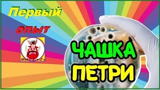 Чашка Петри ! Первый опыт !