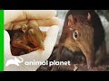 Zookeepers Hope For The Birth of a Healthy Baby Elephant Shrew | The Zoo