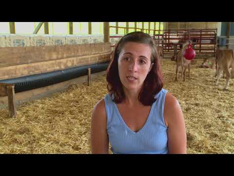 Vídeo: Més De 130 Cavalls Desnutrits Rescatats De Maryland Farm