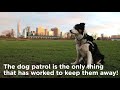 Meet The Working Dogs of Governors Island