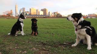 Meet The Working Dogs of Governors Island