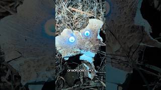 Exposing the world you can't see... X5 link - https://bit.ly/4oUR7I2 #wildlife #amphibians #animals