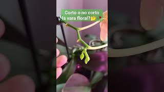 Dos casos de corte de vara floral🌺💐🥀..uno sí.....y otro no.😃