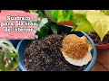 CÓMO PREPARAR SUSTRATO PARA PLANTAS DE INTERIOR|el mejor sustrato que e usado 🤩.