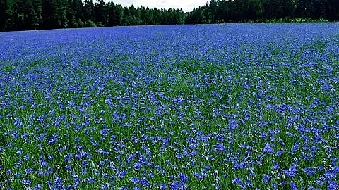 Very beautiful fields of cornflowers